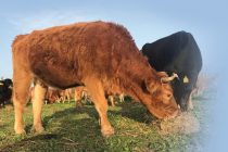 Φέρες: Η μεγαλύτερη σούβλα της χρονιάς είναι και πάλι γεγονός!