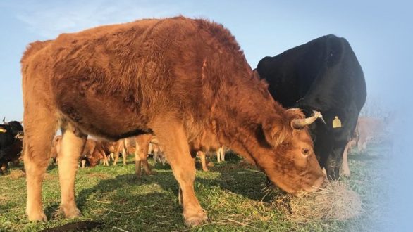Φέρες: Η μεγαλύτερη σούβλα της χρονιάς είναι και πάλι γεγονός!