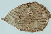 Οι πεταλούδες υπήρξαν πολύ πριν τα λουλούδια