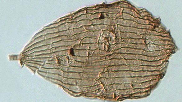 Οι πεταλούδες υπήρξαν πολύ πριν τα λουλούδια