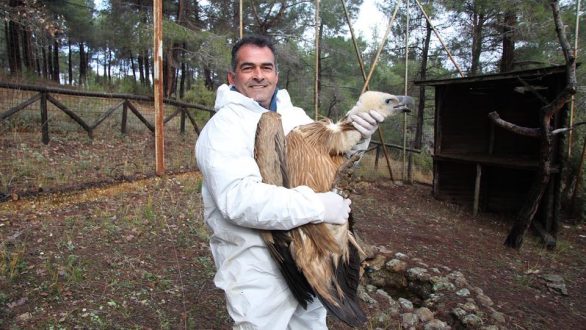 Με επιτυχία πραγματοποιήθηκε η απελευθέρωση ενός Όρνιου στο Δάσος της Δαδιάς