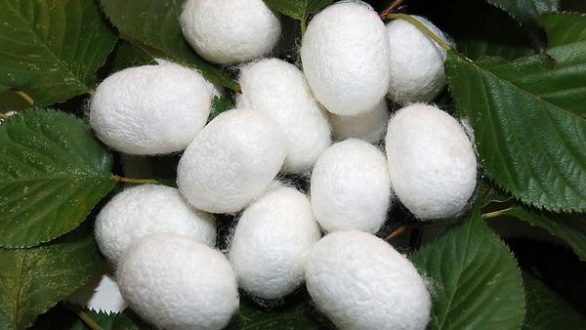 Την στήριξη του ΥπΑΑτ για λύσεις στα προβλήματα του κλάδου ζητούν οι σηροτρόφοι του Έβρου