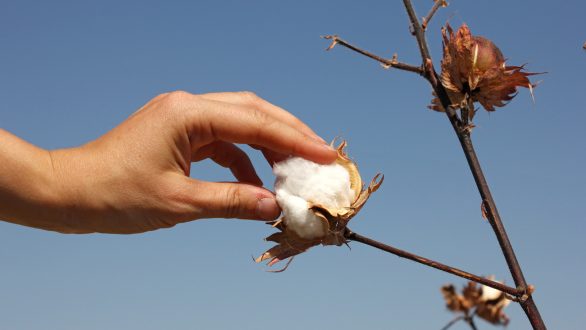 Αραχωβίτης: Απάντηση για αποζημιώσεις στους βαμβακοκαλλιεργητές του Έβρου