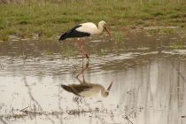 Νωρίτερα έφτασαν τα μεταναστευτικά πουλιά φέτος στο Δάσος της Δαδιάς