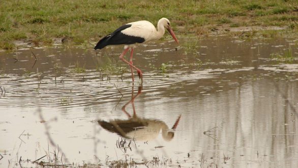 Νωρίτερα έφτασαν τα μεταναστευτικά πουλιά φέτος στο Δάσος της Δαδιάς
