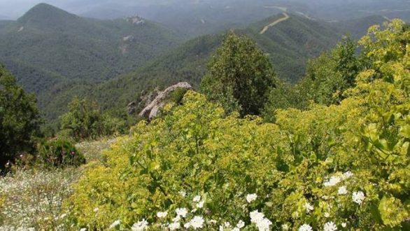 Παγκόσμια ημέρα Δασοπονίας στο Δάσος της Δαδιάς