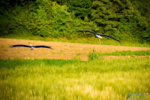 Το τραγούδι της εβδομάδας