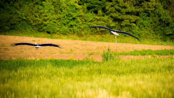 Το τραγούδι της εβδομάδας