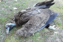 Νεκρός Μαυρόγυπας από χρήση δηλητηριασμένου δολώματος