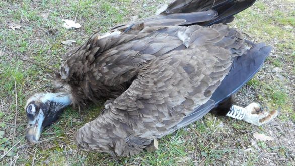 Νεκρός Μαυρόγυπας από χρήση δηλητηριασμένου δολώματος