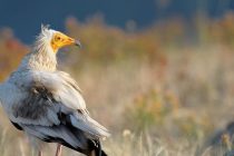 Πέντε ελληνικές υποψηφιότητες στον τελικό των Βραβείων Natura 2000