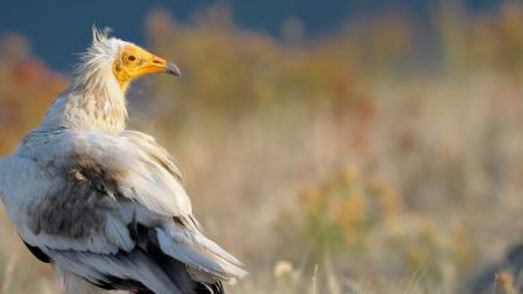 Πέντε ελληνικές υποψηφιότητες στον τελικό των Βραβείων Natura 2000
