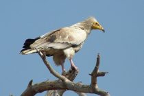 Μαζί με την άνοιξη επέστρεψε ο Ασπροπάρης στο δάσος της Δαδιάς!