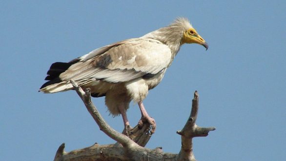 Μαζί με την άνοιξη επέστρεψε ο Ασπροπάρης στο δάσος της Δαδιάς!