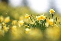 Έρχονται τα «Χελιδονίσματα, η γιορτή της Άνοιξης» στην Αλεξανδρούπολη