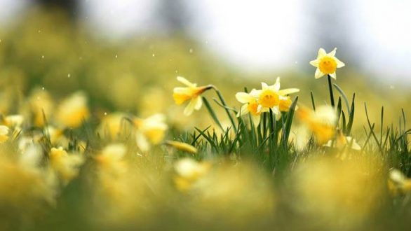 Έρχονται τα «Χελιδονίσματα, η γιορτή της Άνοιξης» στην Αλεξανδρούπολη