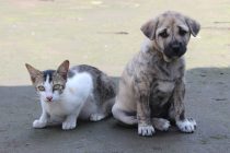 Αποσύρεται από την δημόσια διαβούλευση το νομοσχέδιο για τα ζώα συντροφιάς