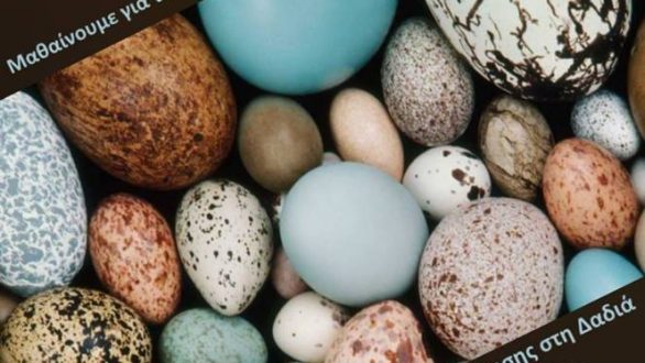 “Μαθαίνουμε για τα σχήματα και τα χρώματα των αυγών στη φύση” στο Δάσος Δαδιάς