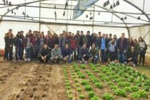 Ατρακτυλίδα και ρετσινολαδιά ως εναλλακτικές καλλιέργειες στο Τμήμα Αγροτικής Ανάπτυξης Ορεστιάδας