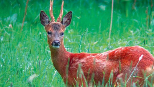 Κίνδυνος εξαφάνισης για το κόκκινο ελάφι στην Ελλάδα