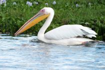 Το πιο μεγαλόσωμο πουλί της Ευρώπης εμφανίστηκε στη Δαδιά