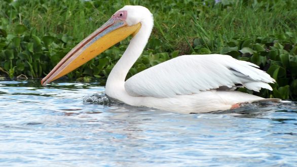 Το πιο μεγαλόσωμο πουλί της Ευρώπης εμφανίστηκε στη Δαδιά