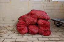 431 κιλά ακατάλληλα όστρακα κατασχέθηκαν στην Αλεξανδρούπολη