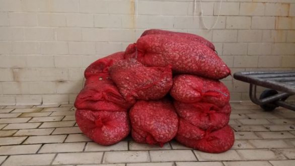 431 κιλά ακατάλληλα όστρακα κατασχέθηκαν στην Αλεξανδρούπολη