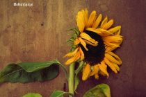 25 – 27 Απριλίου: Παρουσίαση του Βιβλίου “Συνένοχοι” της Ν. Πυλόρωφ