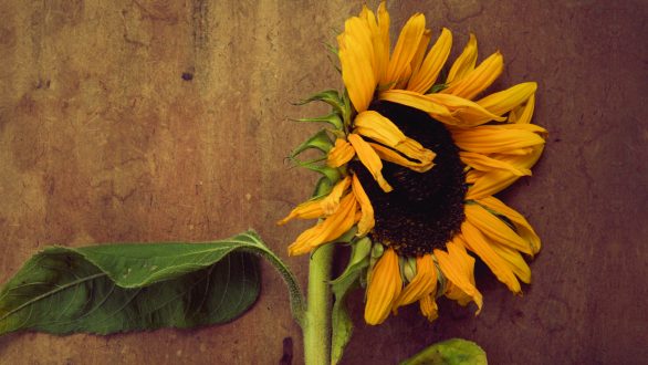 25 – 27 Απριλίου: Παρουσίαση του Βιβλίου “Συνένοχοι” της Ν. Πυλόρωφ