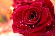 Το DNA του τριαντάφυλλου συγγενεύει με την φράουλα