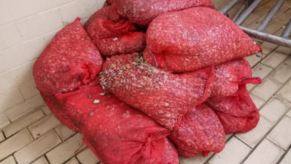 Ένα τόνο ακατάλληλα όστρακα κατασχέθηκαν από το Λιμενικό Αλεξανδρούπολης