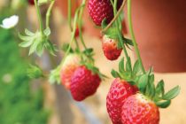 Πώς να βγάλετε εύκολα το λεκέ από φράουλα