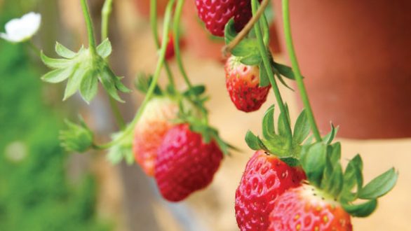 Πώς να βγάλετε εύκολα το λεκέ από φράουλα