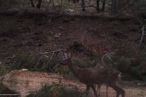 Ζαρκάδια έκαναν την εμφάνισή τους στο Δάσος της Δαδιάς! 