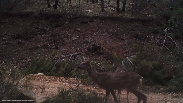 Ζαρκάδια έκαναν την εμφάνισή τους στο Δάσος της Δαδιάς! 