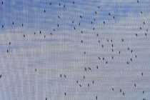 Ένας εύκολος τρόπος να απαλλαγείτε από τα ζωύφια που μπαίνουν από τα παράθυρα