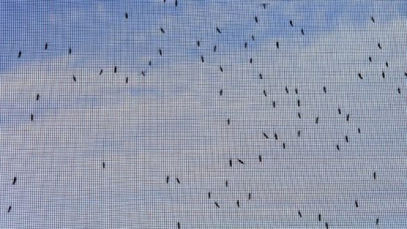 Ένας εύκολος τρόπος να απαλλαγείτε από τα ζωύφια που μπαίνουν από τα παράθυρα