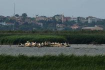 Η αποθέωση της φύσης στο δέλτα του Έβρου