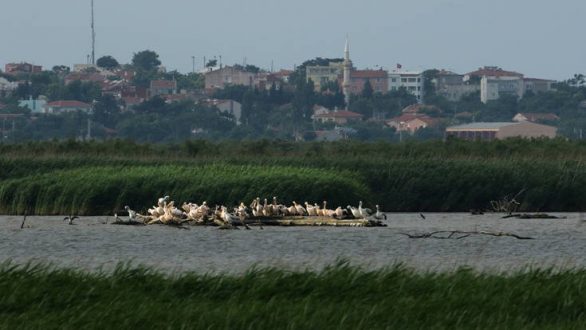 Η αποθέωση της φύσης στο δέλτα του Έβρου