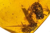 Ανακαλύφθηκαν τα αρχαιότερα βατραχάκια εγκλωβισμένα μέσα σε κεχριμπάρι 99 εκατ. ετών