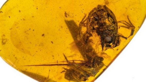Ανακαλύφθηκαν τα αρχαιότερα βατραχάκια εγκλωβισμένα μέσα σε κεχριμπάρι 99 εκατ. ετών