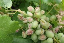 Μεγάλες καταστροφές σε καλλιέργειες άφησε πίσω της η χαλαζόπτωση στο Αμόριο