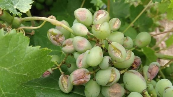 Μεγάλες καταστροφές σε καλλιέργειες άφησε πίσω της η χαλαζόπτωση στο Αμόριο