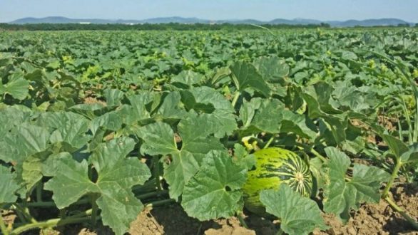 Έβρος: Όταν η Χρυσή Κεφαλή αντικατέστησε τη Φλάσκα