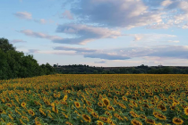 Το τραγούδι της εβδομάδας