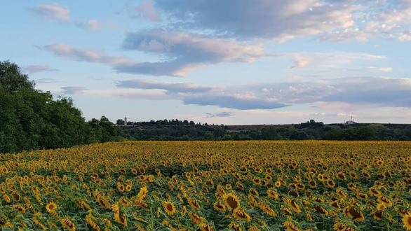 Το τραγούδι της εβδομάδας
