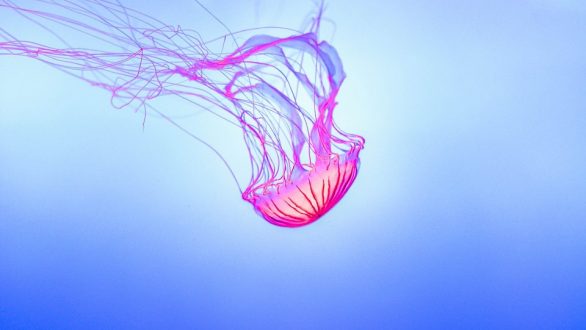 Πώς αντιμετωπίζεται το τσίμπημα της τσούχτρας