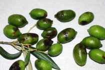 Έξαρση του δάκου στην Αλεξανδρούπολη