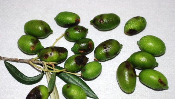 Έξαρση του δάκου στην Αλεξανδρούπολη